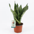 Sansevieria Black Coral (vrouwentong) – Ø12 cm, 35 cm hoog