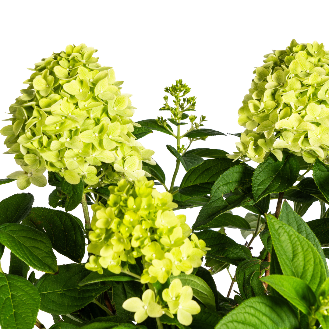 Hydrangea paniculata 'Limelight' (hortensia) – Ø19 cm, 40–60 cm hoog