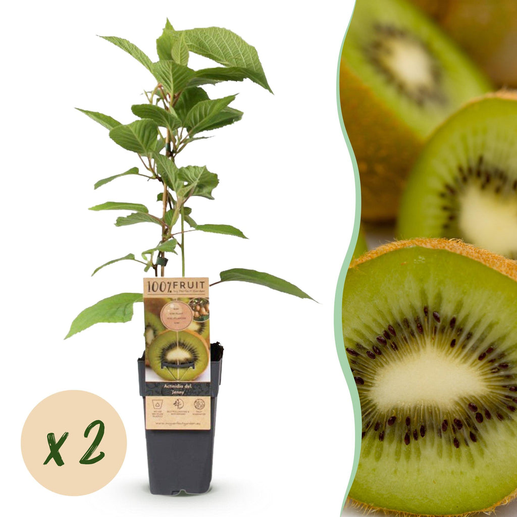 Actinidia deliciosa 'Jenny' (kiwi plant) – 2 plants, Ø15 cm, 50 cm high