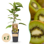 Actinidia deliciosa 'Jenny' (kiwi plant) – 2 plants, Ø15 cm, 50 cm high