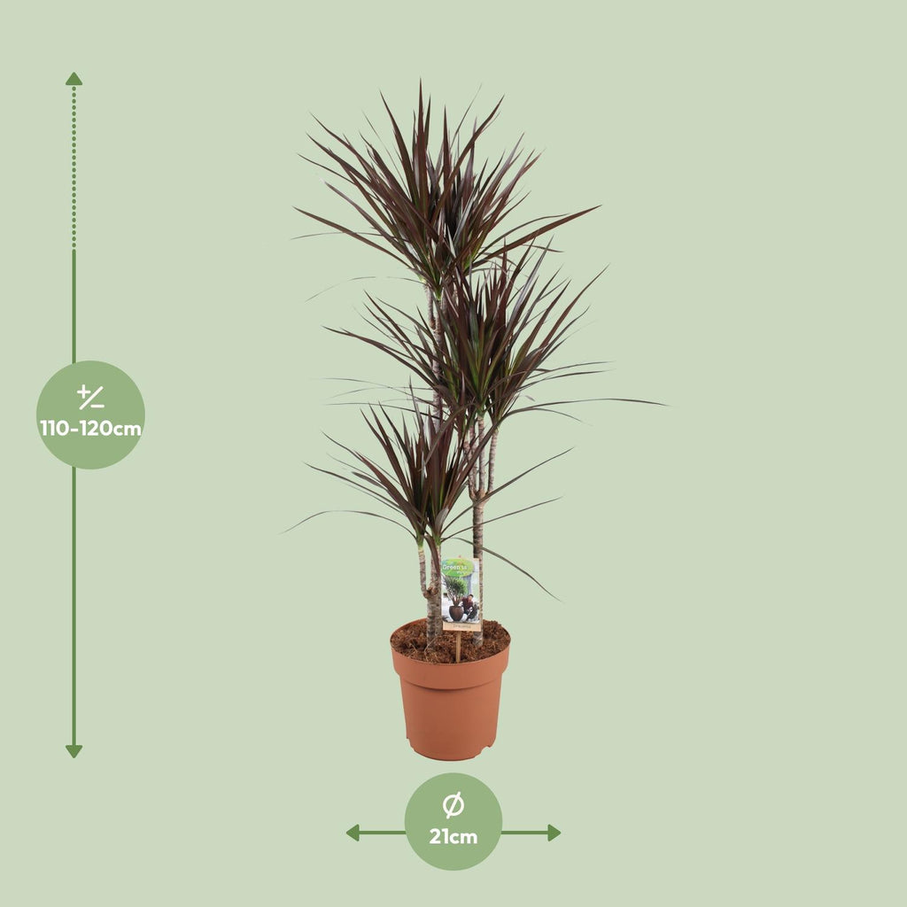 Dracaena Magenta (drakenboom) – Ø21 cm, 120 cm hoog
