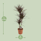 Dracaena Magenta (drakenboom) – Ø21 cm, 120 cm hoog