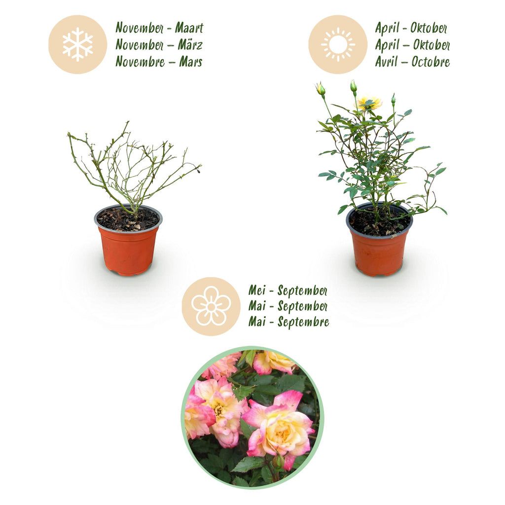 Rosa 'Tricolor Fairy' (rose) – pink-yellow – 3 plants, Ø12 cm, 20–25 cm high – photo 4