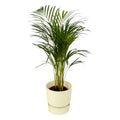 Areca palm (Dypsis) in Greenville Round-sierpot wit – Ø19 cm, 70 cm hoog