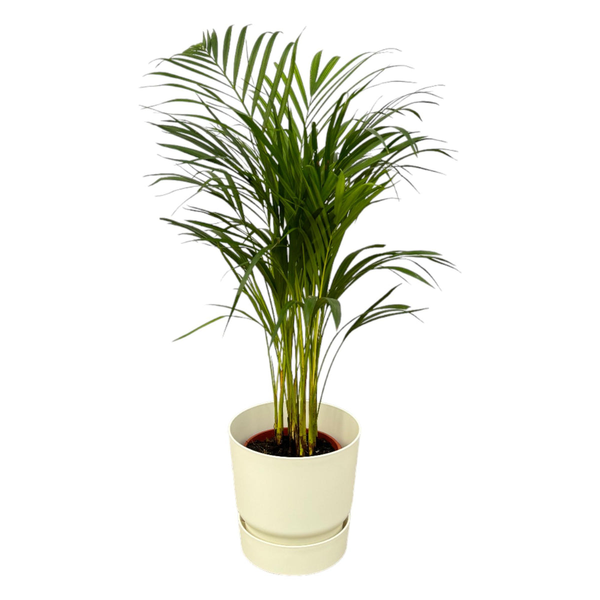 Areca palm (Dypsis) in Greenville Round-sierpot wit – Ø19 cm, 70 cm hoog