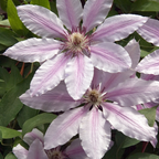 Clématite 'Hagley Hybrid' (grimpante) – 6 plants