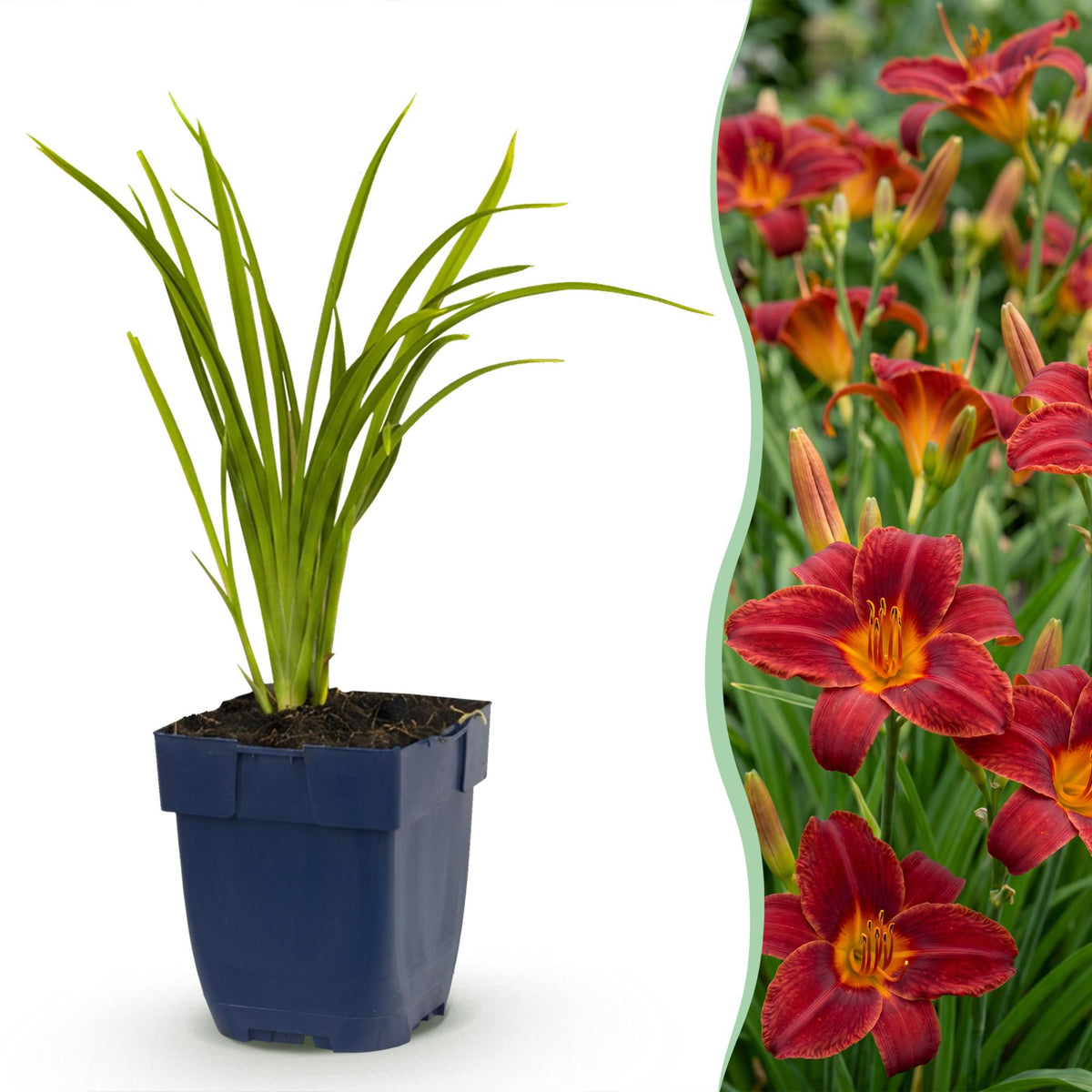Hemerocallis 'Autumn Red' (Taglilie) – rot – 12 Pflanzen, Ø 11 cm, 15–25 cm hoch
