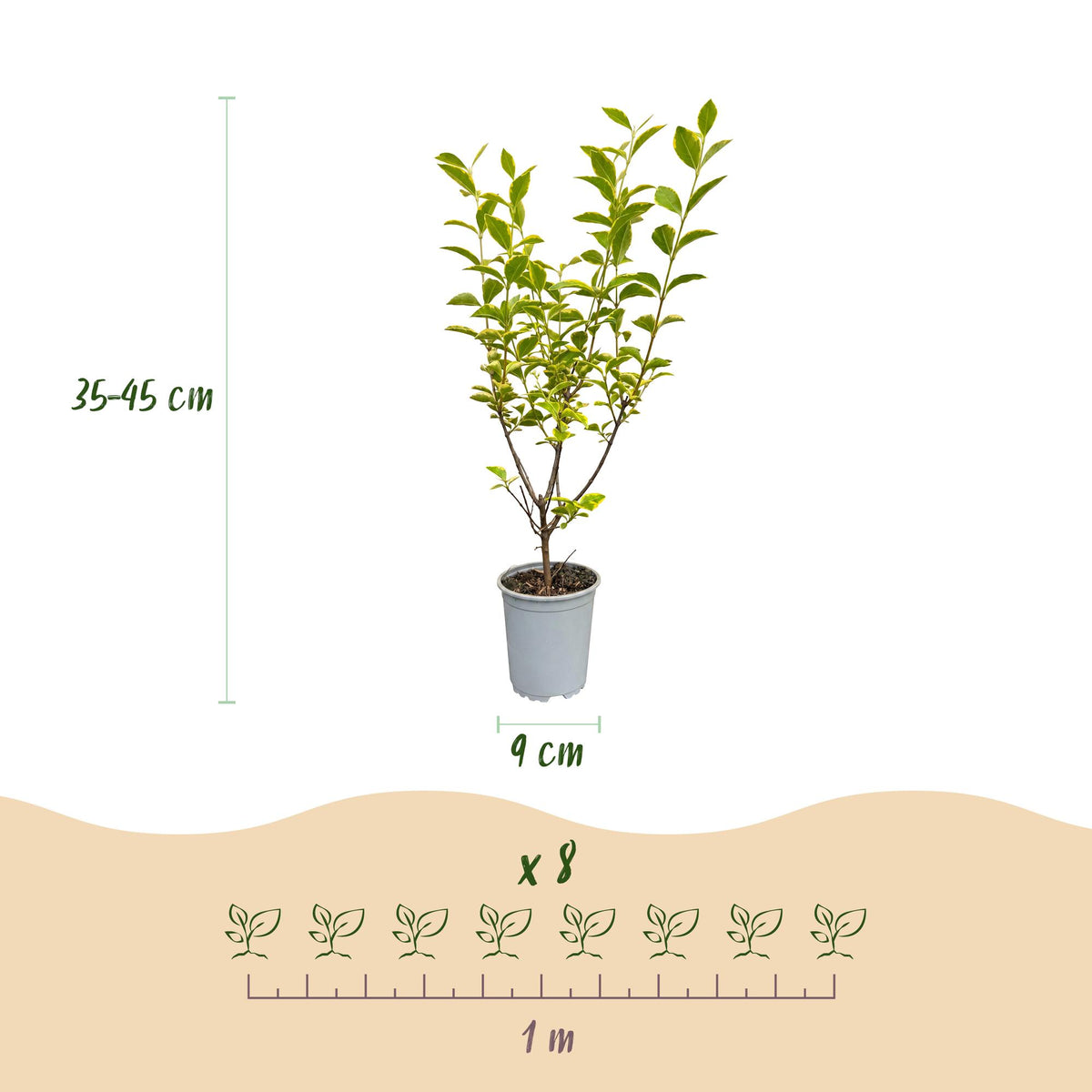 Ligustrum ovalifolium 'Aureum' (bontbladige liguster) – 16 planten, Ø9 cm, 35–45 cm hoog – foto 4