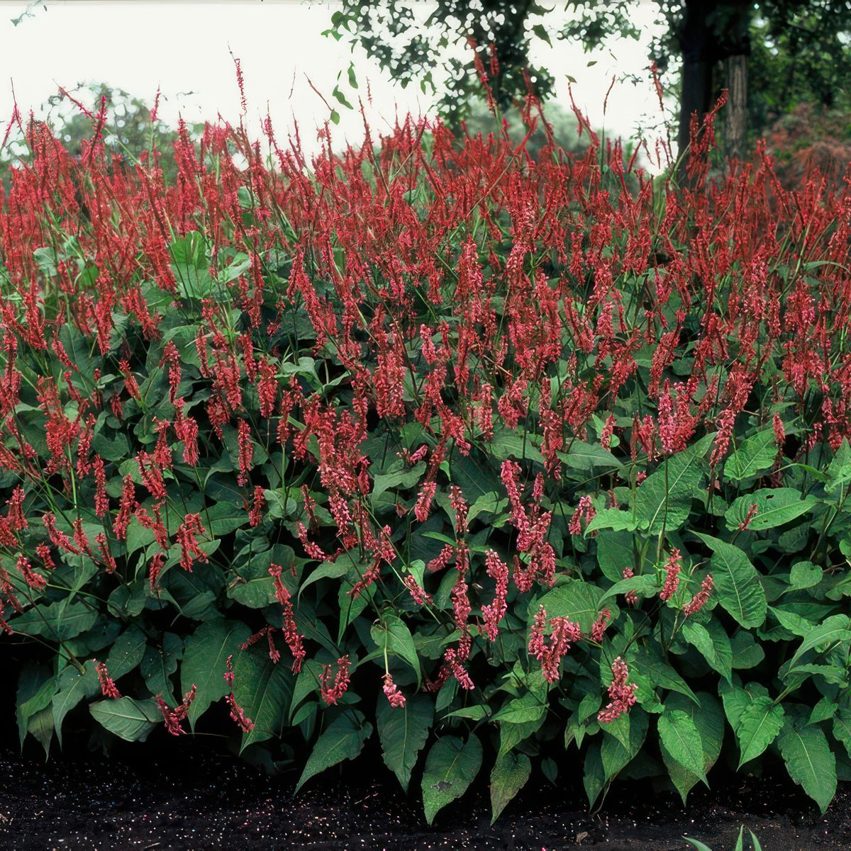 Persicaria amplexicaulis (knotweed) – 60 plants, Ø9 cm, 10–25 cm high – photo 6