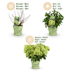 Hydrangea panniculata 'Groundbreaker Greeny' (hortensia paniculé) – crème – 4 plantes, Ø14 cm, 20–25 cm de haut