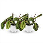 2× Maranta Fascinator Tricolour (plante prieuse) en pot décoratif Potter blanc – Ø12 cm, 25 cm de haut