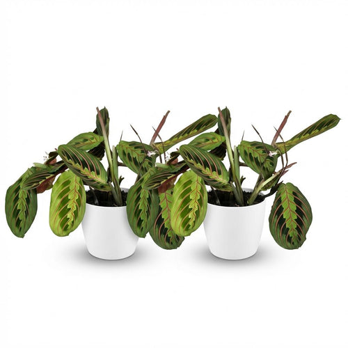 2× Maranta Fascinator Tricolour (Gebetsstaude) im weißen Potter-Dekotopf – Ø 12 cm, 25 cm hoch