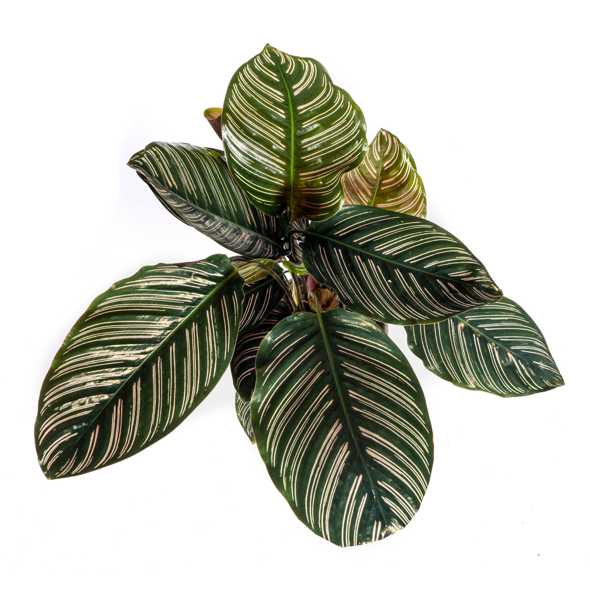 Calathea Ornata Sanderiana – Ø17 cm, 40–50 cm høj