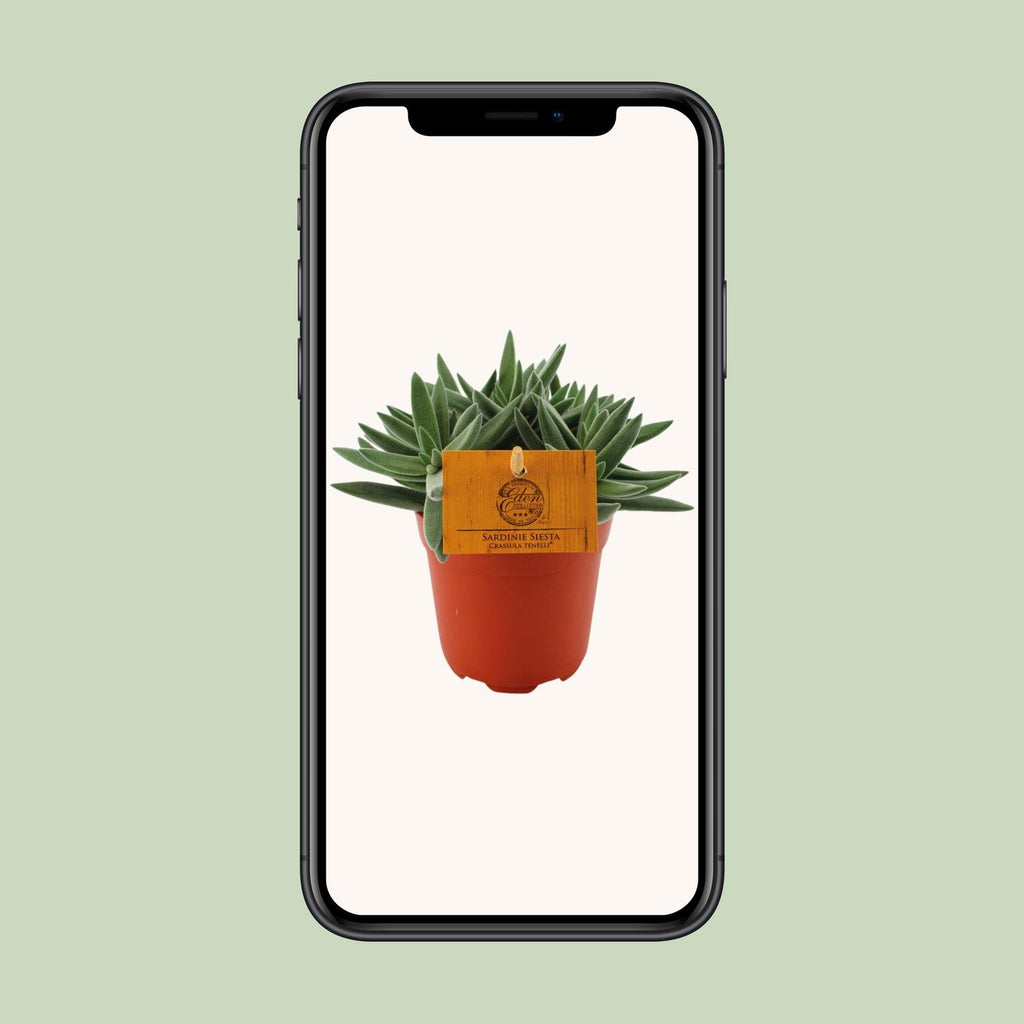 Crassula Tenelli (jadeplant) – Ø11 cm, 15 cm hoog