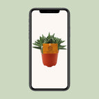 Crassula Tenelli (jadeplant) – Ø11 cm, 15 cm hoog