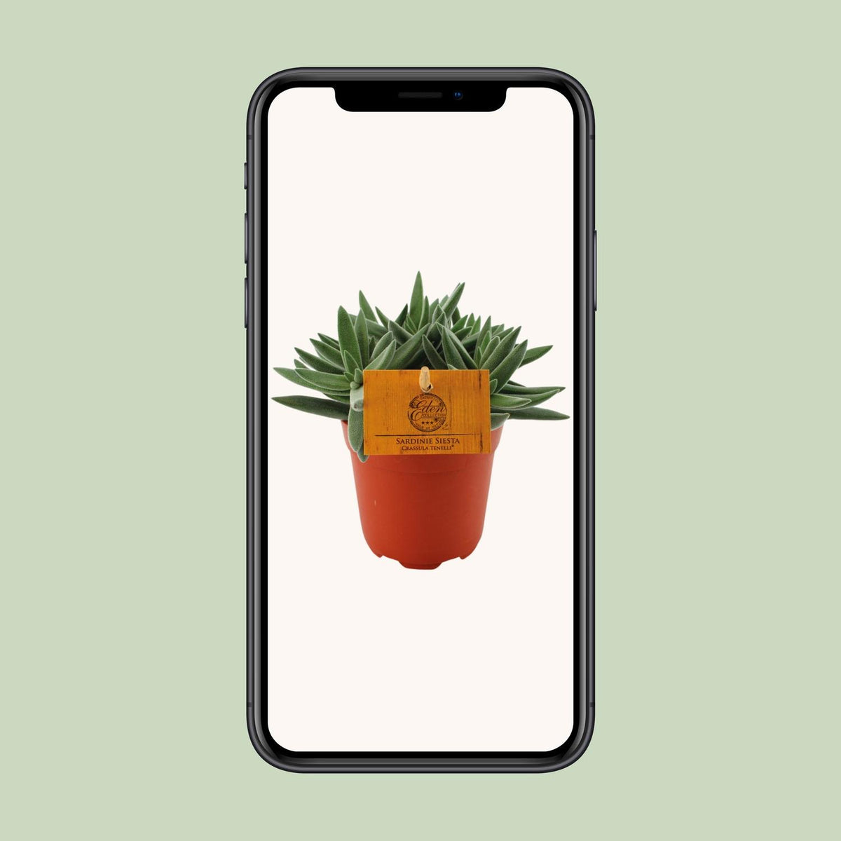 Crassula Tenelli (jadeplant) – Ø11 cm, 15 cm hoog