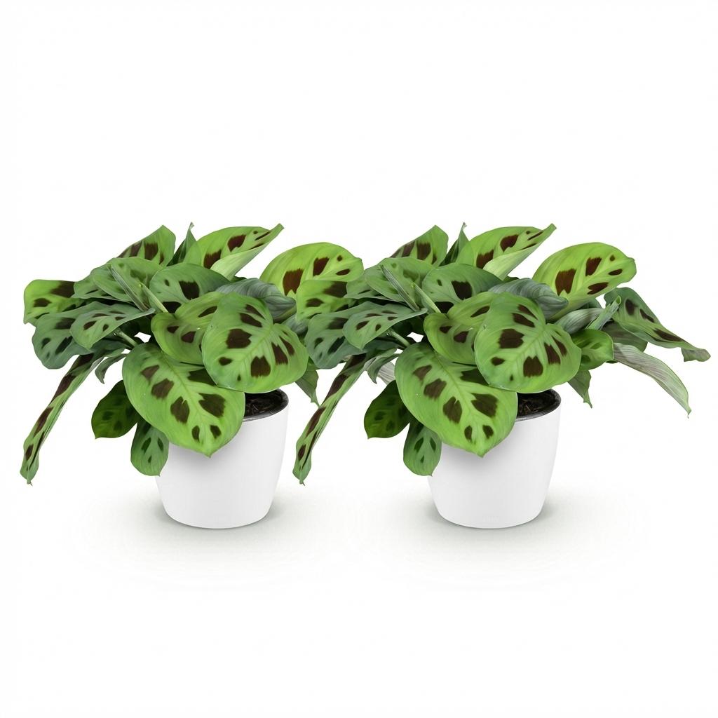 2× Maranta Fascinator Kerchoveana (bedejaguar) i Potter-pyntekrukke hvid – Ø12 cm, 25 cm høj