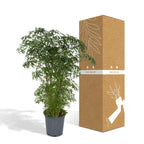 Aralia (Polyscias) – Ø21 cm, 75 cm hoog