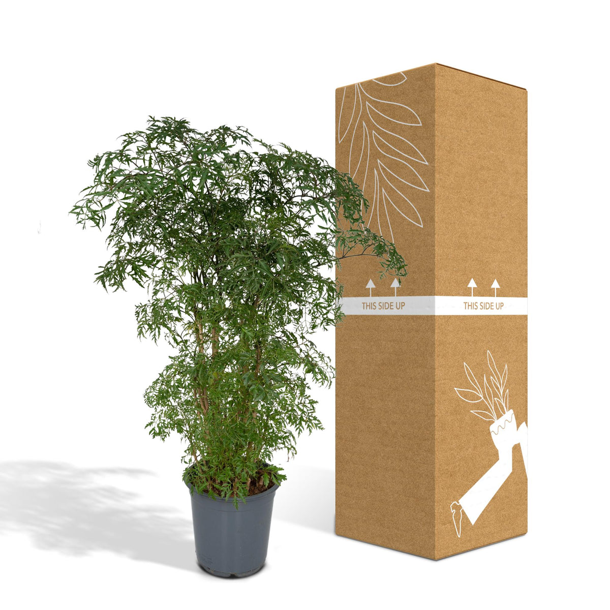 Aralia (Polyscias) – Ø21 cm, 75 cm de haut
