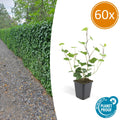 Hedera hibernica (klimop) – 60 planten, Ø9 cm, 10–25 cm hoog