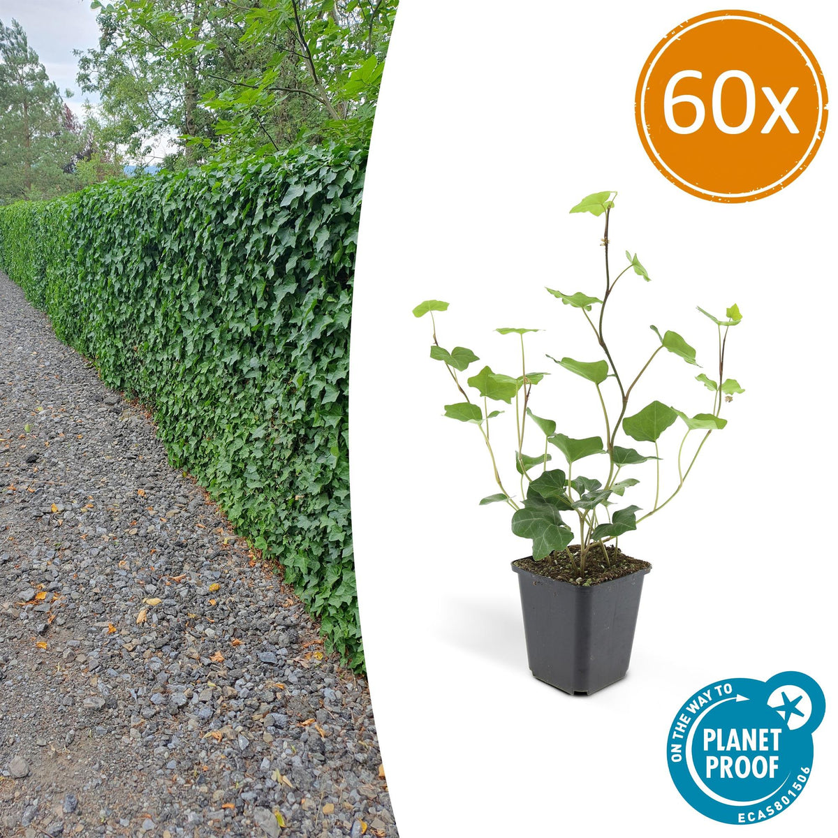 Hedera hibernica (klimop) – 60 planten, Ø9 cm, 10–25 cm hoog