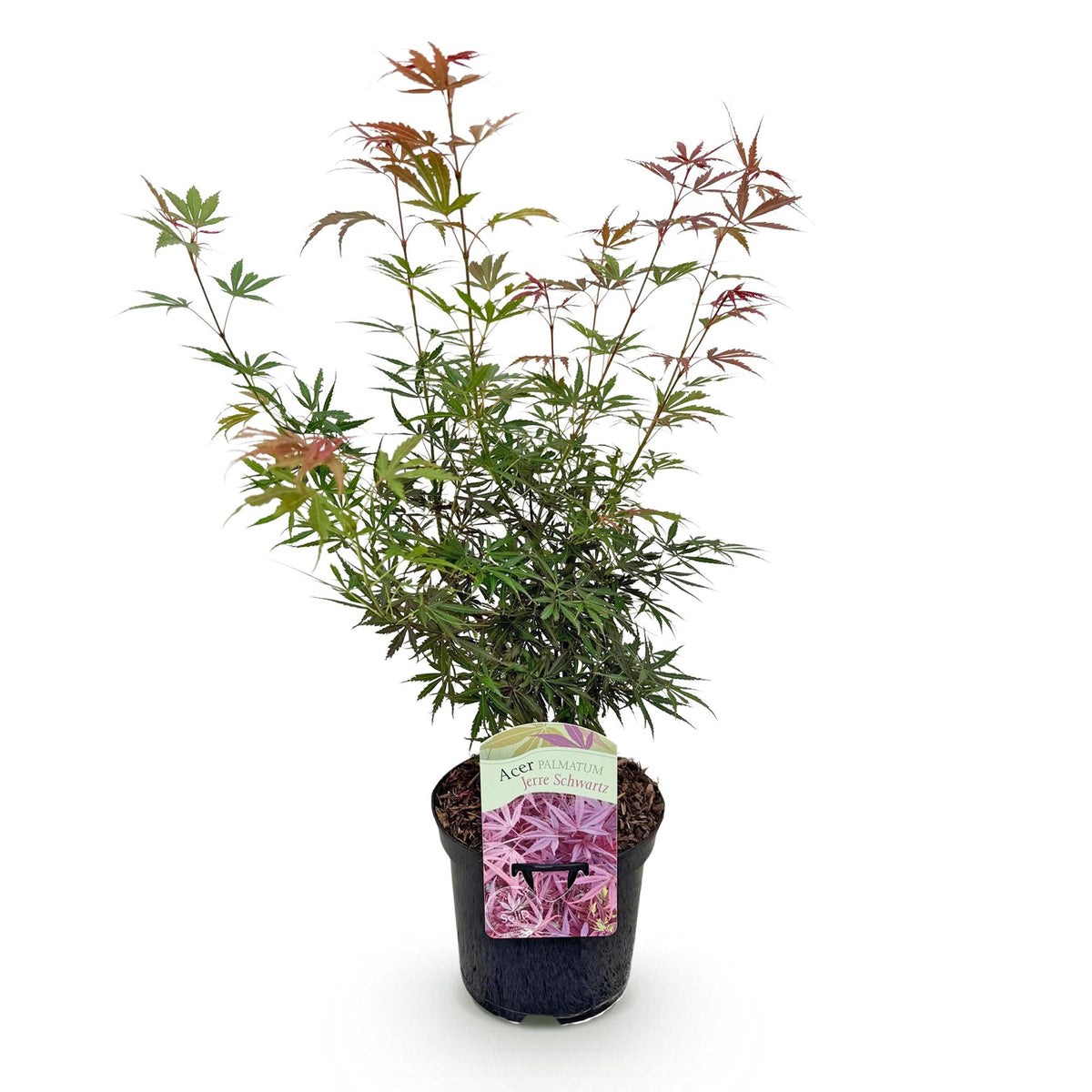 Acer palmatum 'Jerre Swarts' (donker rood) – donkerrood – Ø19 cm, 70 cm hoog