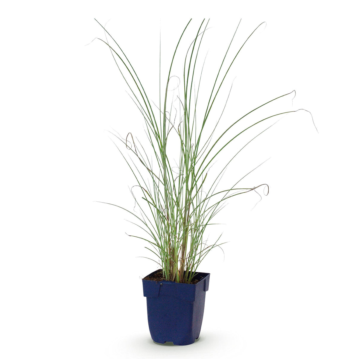 Miscanthus sinensis 'Morning Light' (Japanisches Silbergras) – Ø 11 cm, 15–25 cm hoch – Bild 2