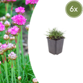 Armeria m. 'Splendens' (Armérie) – 6 plantes, Ø9 cm, 10–25 cm de haut