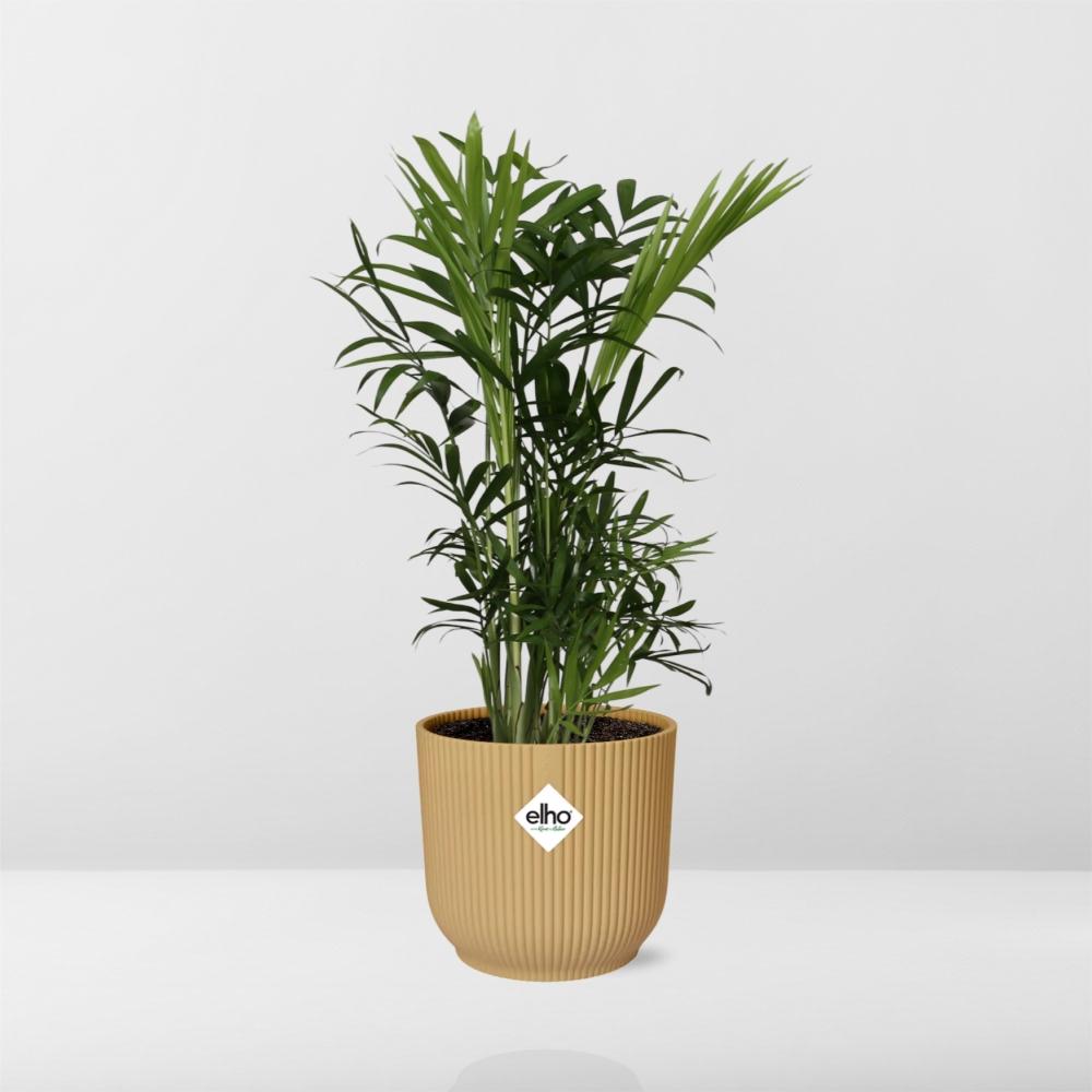 Chamaedorea elegans i ELHO Vibes Fold 14 cm gul (bergpalm) – 40 cm hög – bild 6