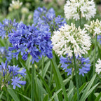 Agapanthus 'Duo' (Lys d'Afrique) – bleu-blanc – 12 plantes, Ø11 cm, 15–25 cm de haut