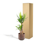 Yucca – Ø21 cm