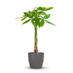 Pachira aquatica (pengaträd) i grå Potter-prydnadskruka – Ø21 cm, 80 cm hög