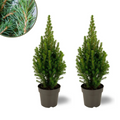 Picea glauca 'Perfecta' (mini Christmas tree) – 2 plants, 40 cm tall