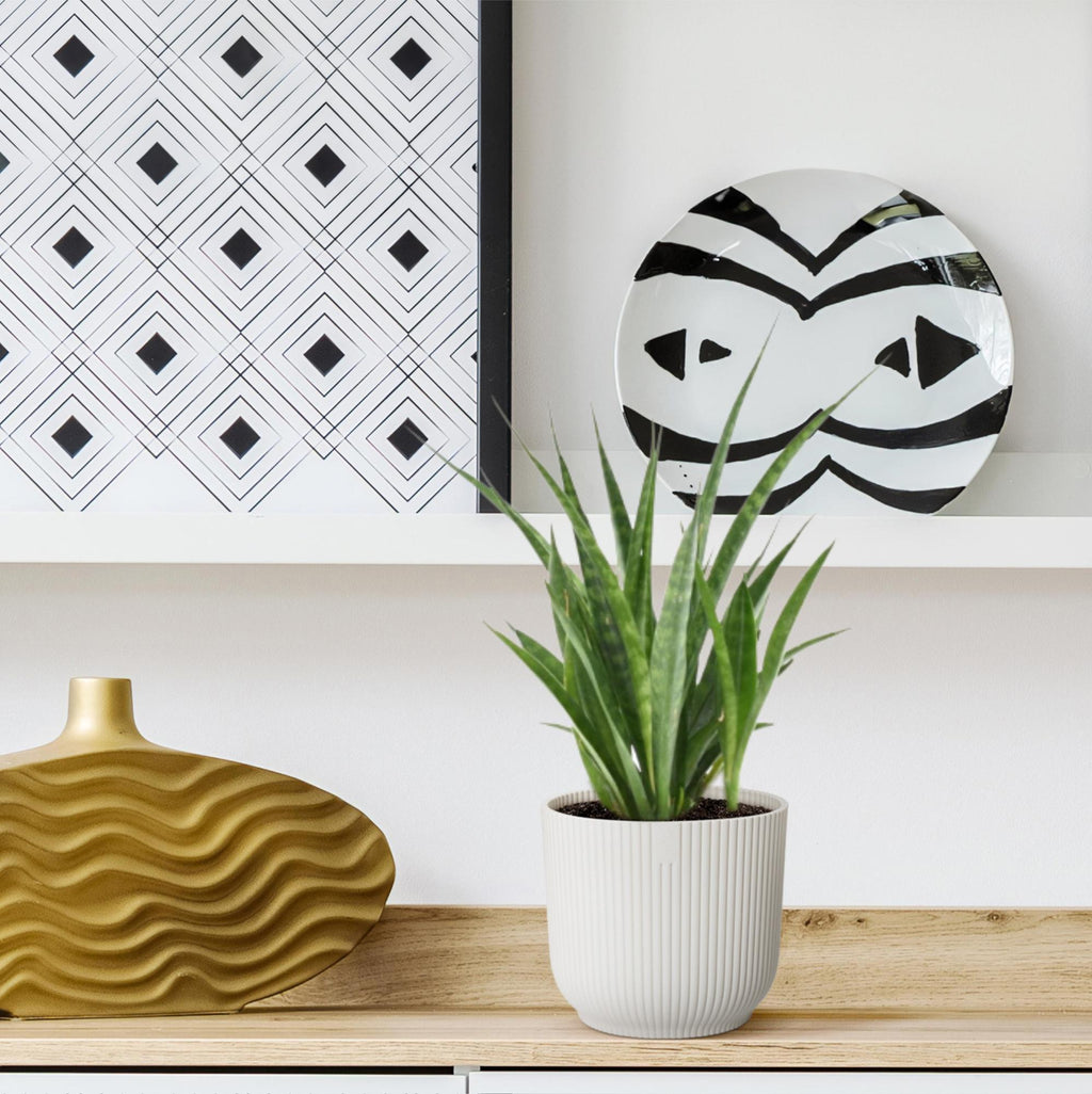 3× Sansevieria Kirkii (svigermors skarpe tunge) – Ø12 cm, 38 cm høj
