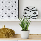 3× Sansevieria Kirkii (svigermors skarpe tunge) – Ø12 cm, 38 cm høj