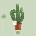 Opuntia Rubescens Consolea (schijfcactus) – Ø12 cm, 35 cm hoog