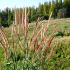 Miscanthus sinensis 'Zebrinus' (prachtriet) – 3 planten, Ø12 cm