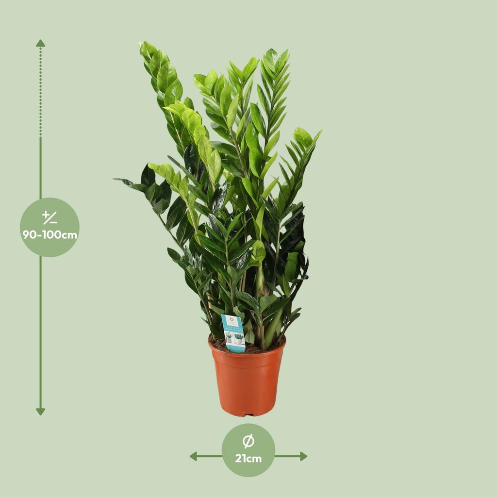 Zamioculcas zamiifolia (Glücksfeder) – Ø 21 cm, 95 cm hoch – Art. 12650