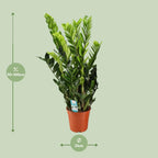 Zamioculcas zamiifolia (Glücksfeder) – Ø 21 cm, 95 cm hoch – Art. 12650