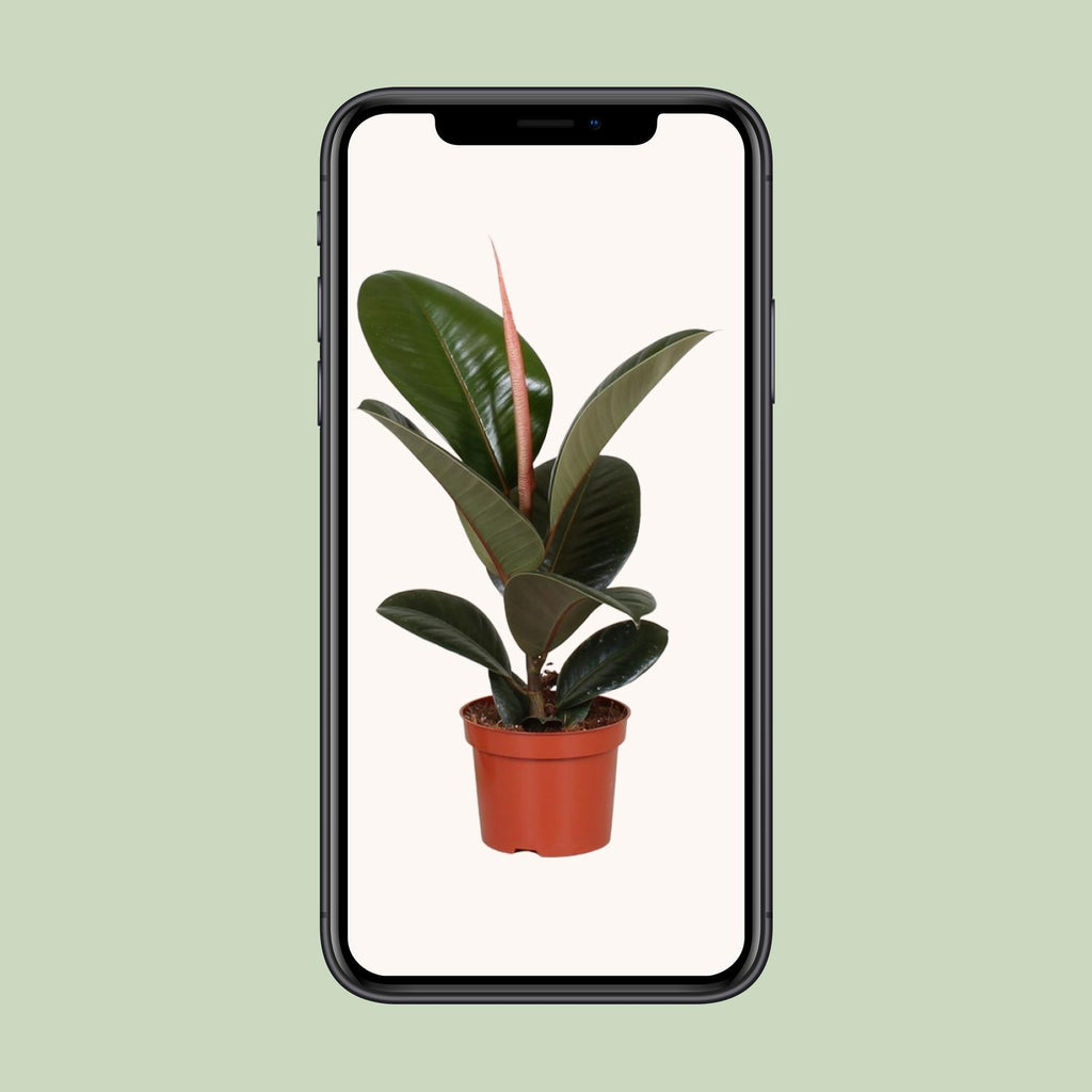 Ficus elastica Robusta (gummitræ) – Ø12 cm, 35 cm høj