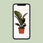 Ficus elastica Robusta (gummitræ) – Ø12 cm, 35 cm høj
