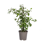 Ficus benjamina Golden King (Weihnachtsfeige) – Ø 17 cm, 60–80 cm hoch