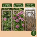 Passiflora 'Victoria' (passiflore) – rouge-rose – Ø9 cm, 35 cm de haut