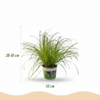 4× Cyperus alternifolius Zumula (jonc cyperus) avec panier – Ø12 cm, 20 cm de haut