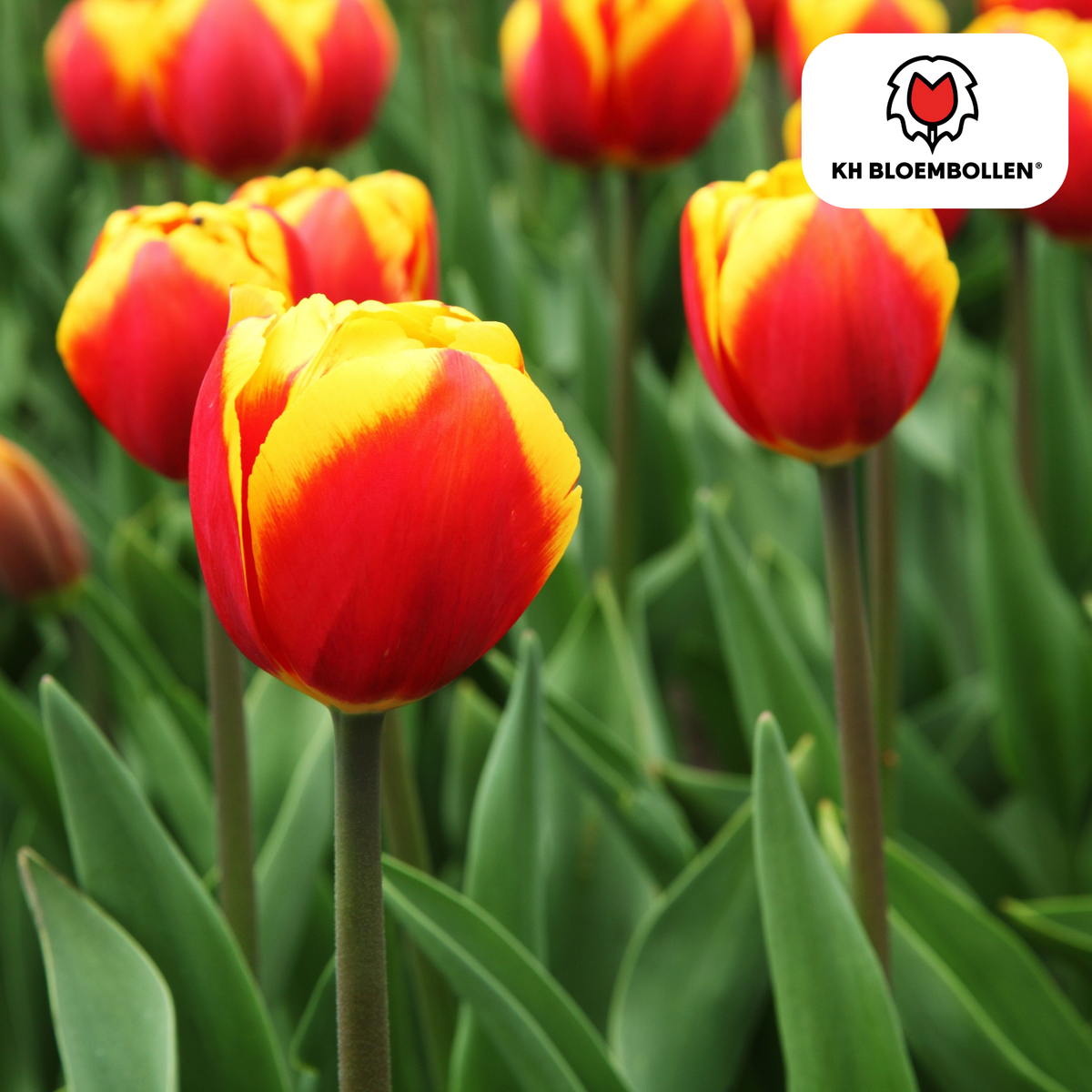 Tulp 'Dow Jones' – 20 bloembollen (bolmaat 11/12)