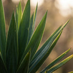 Yucca elephantipes dans pot décoratif blanc de Potter – Ø21 cm, 90 cm de haut