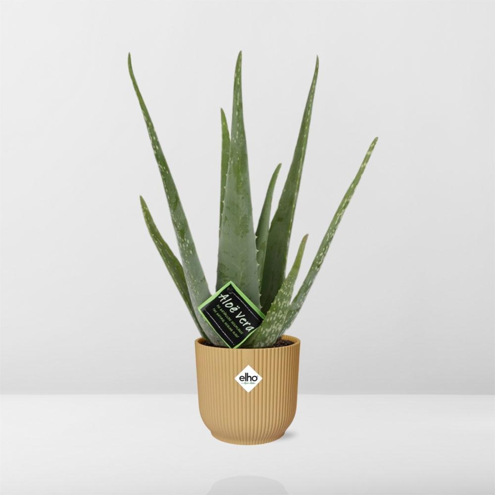 Aloe Vera 12cm in ELHO Vibes Fold 14cm gelb – 40 cm hoch