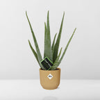 Aloe Vera 12cm in ELHO Vibes Fold 14cm gelb – 40 cm hoch