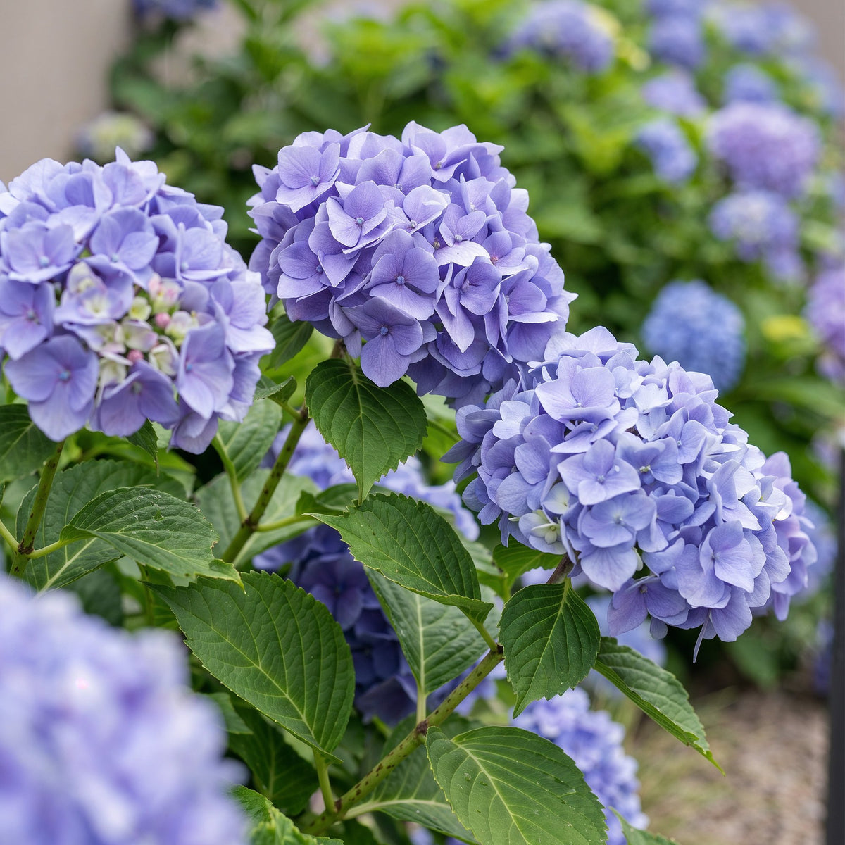 Hydrangea macrophylla 'Blue' (hortensia) – blauw – Ø17 cm, 30 cm hoog