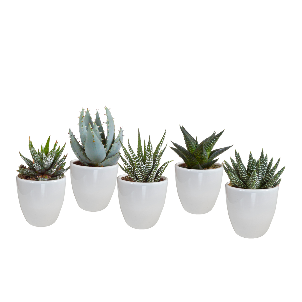 5× mélange Gasteria/Haworthia en pot blanc – Ø6 cm, 13 cm de haut